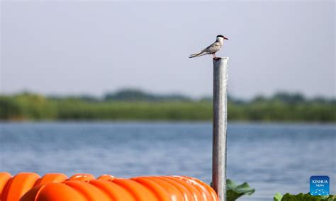 Baiyangdian Lake Enchanting Water Wonderland and Thriving Ecosystem!