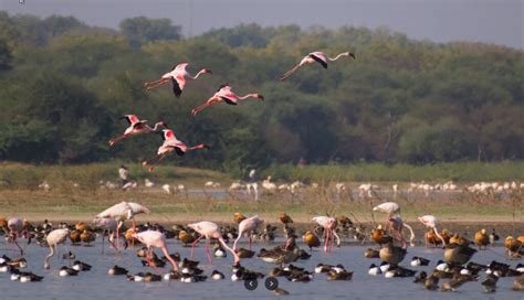 Dafeng Milan Bird Sanctuary: A Feathery Paradise for Avian Enthusiasts and Nature Lovers!