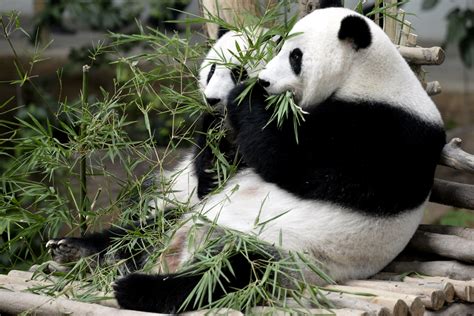 Giant Panda National Park - An Eco-Adventure Paradise in the Heart of Sichuan!