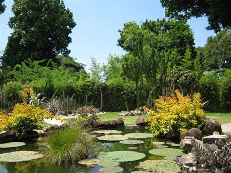 Jardim Botânico Rio de Janeiro: An Urban Oasis Filled With Botanical Wonders and History!