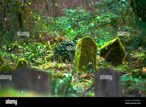  The Ancient Charm and Tranquil Beauty of Wanxi Cemetery!