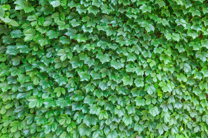 indonezja-piekne-naturalne-relaks-skaly-refleksji_Easy-Resize.com Najlepsze pnącza do ogrodu – szybki efekt zielonej ściany | Pnącza ogrodowe | Aj Wykończenia – Budownictwo, Dom i Ogród